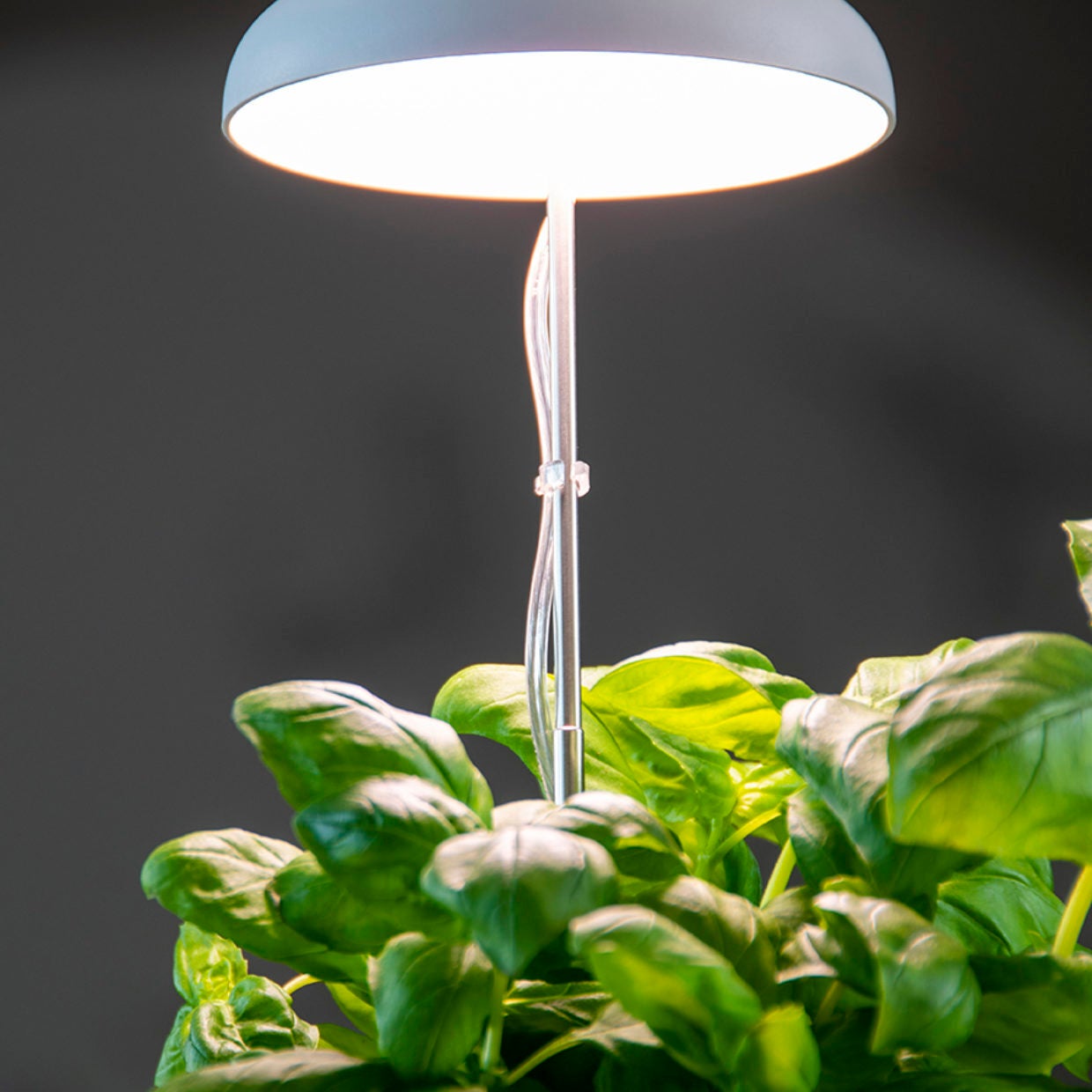 Plant Grow Lamp White