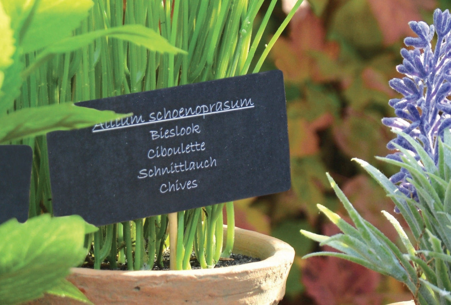 Chives in At Pot L