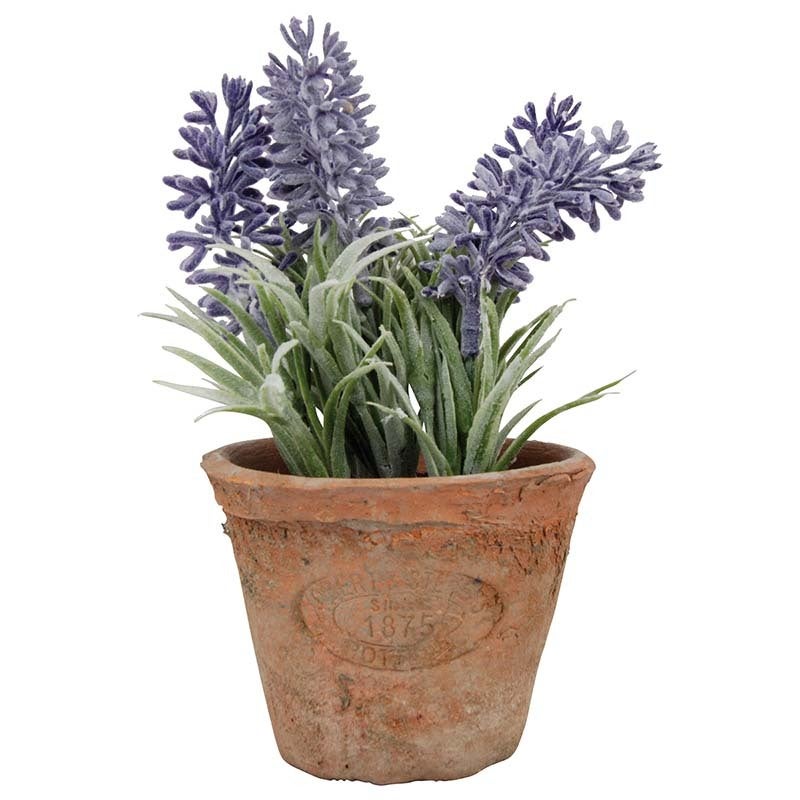 Lavender in At Pot S