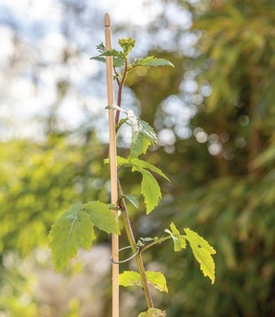 Bamboo Support Sticks 20 Pcs S (GT262)