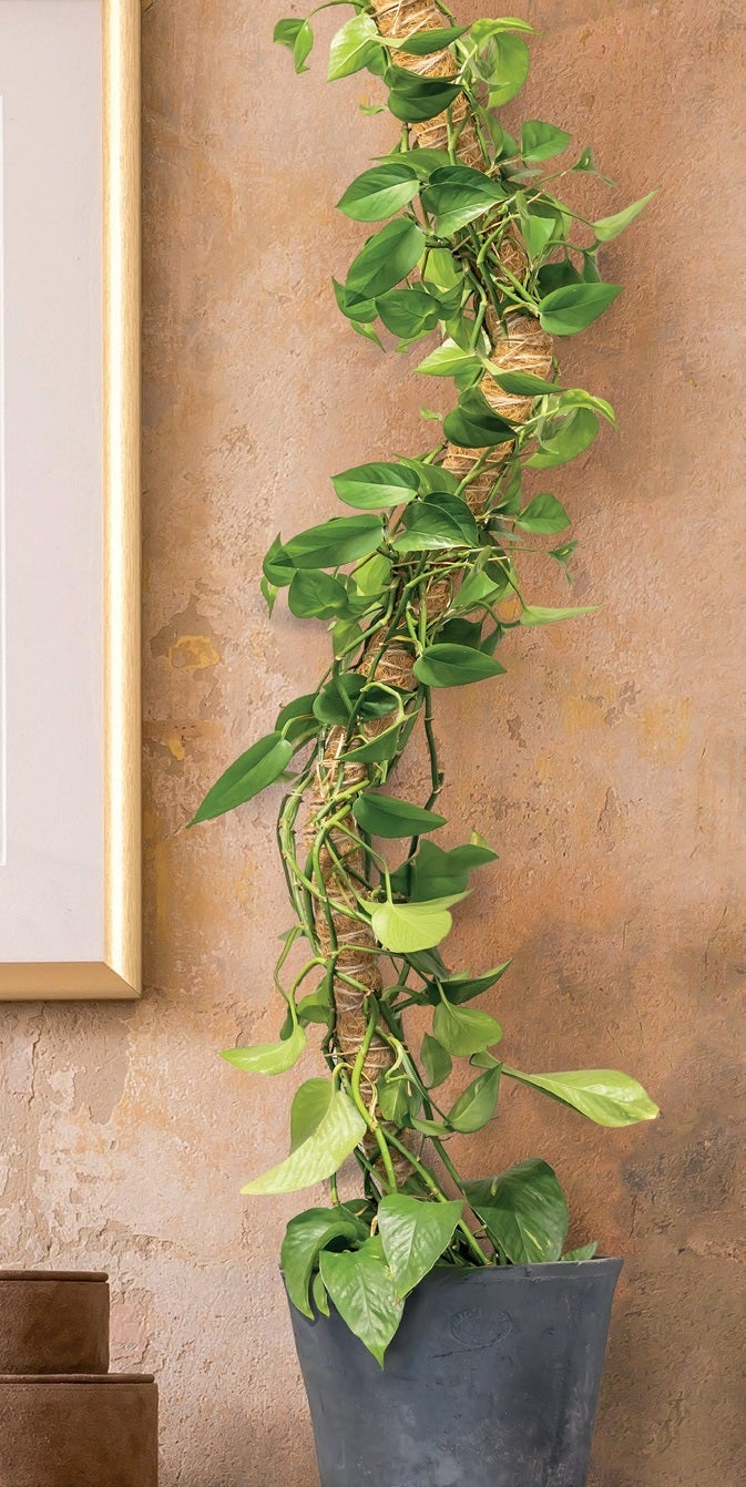 Coir Plant Support Stick Flexible S