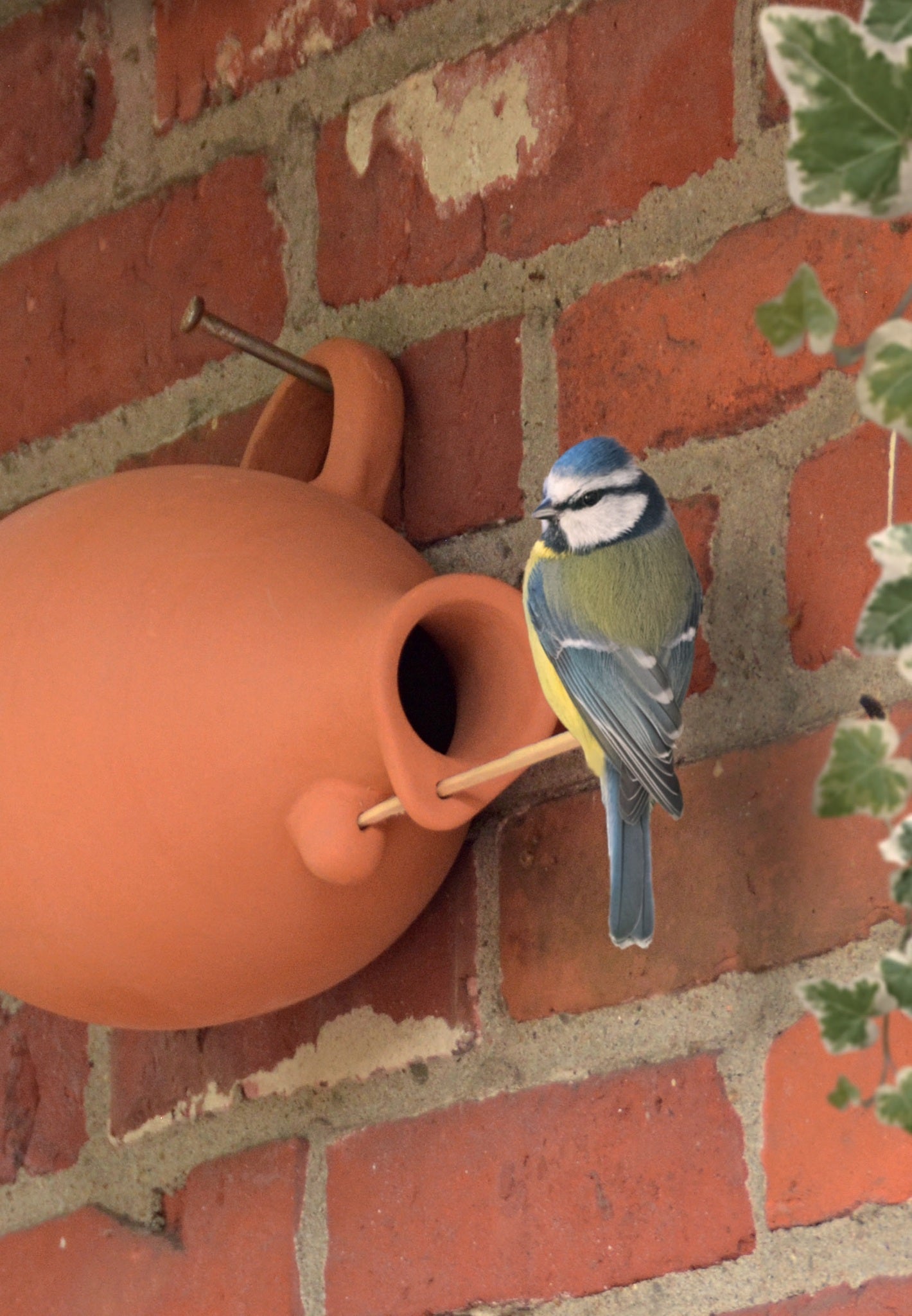 Bird Nesting Bottle Tits/Sparrows (NK11)