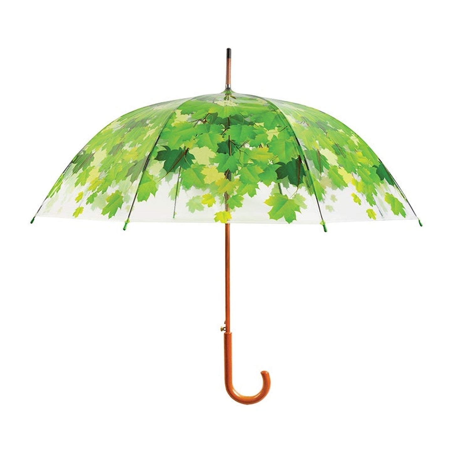 Umbrella Tree