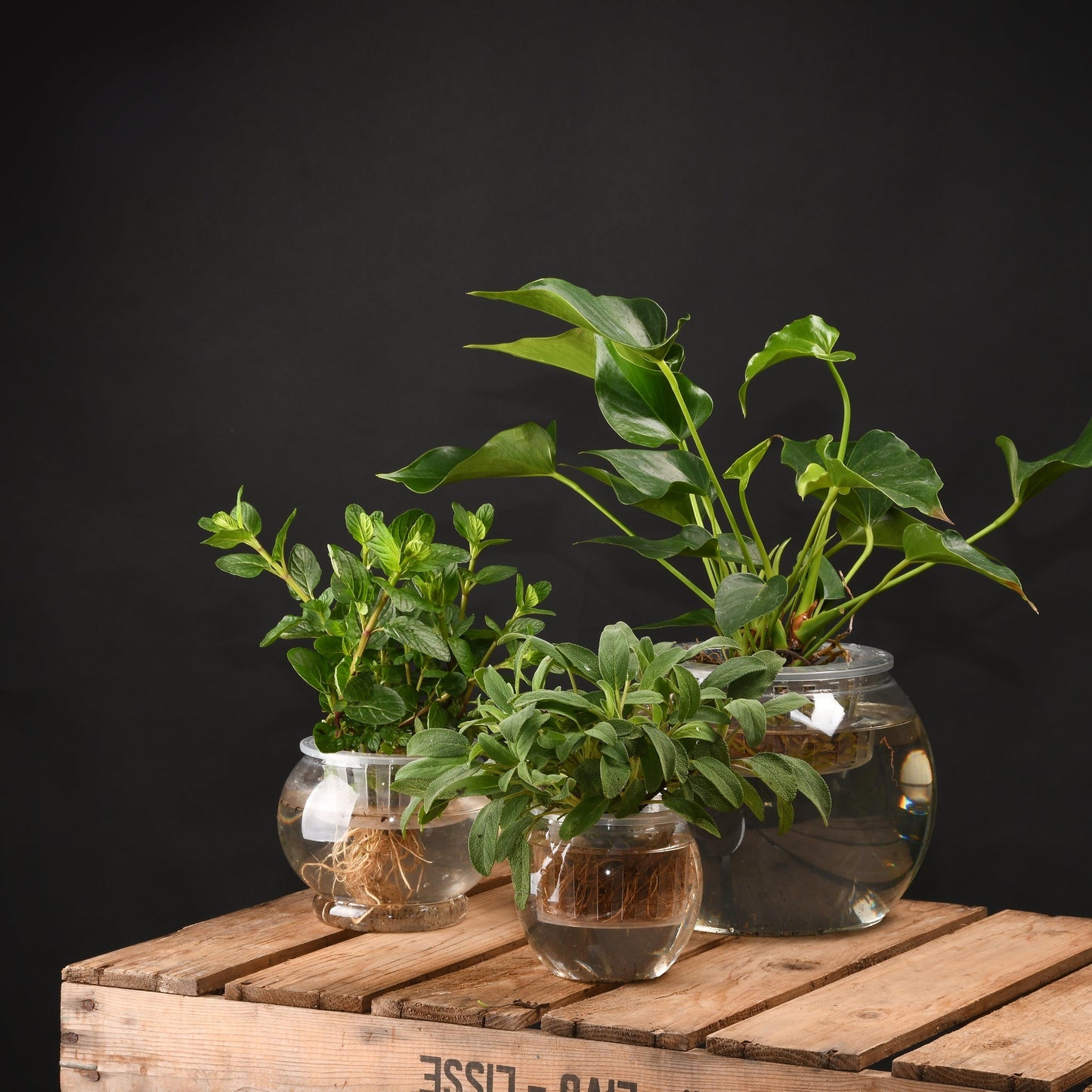 Hydroponic Flower Pot M