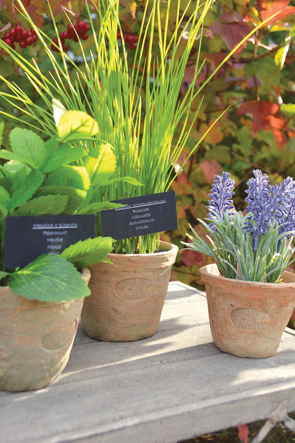 Lavender in At Pot S