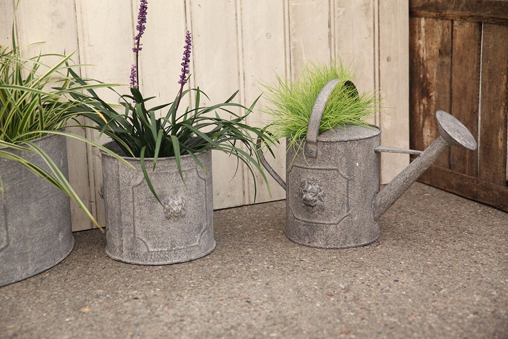 Am Lion Watering Can