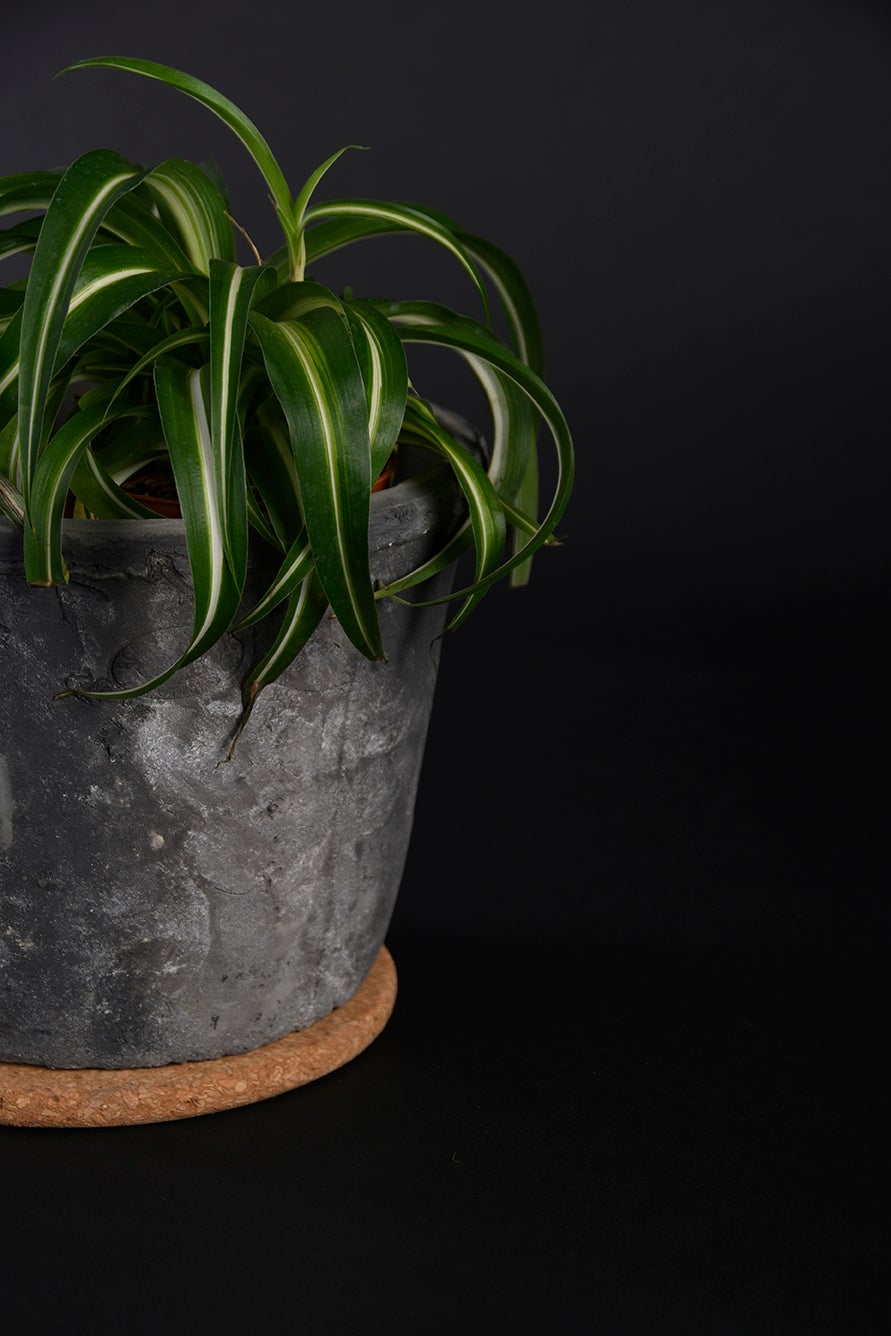 Cork Saucer L