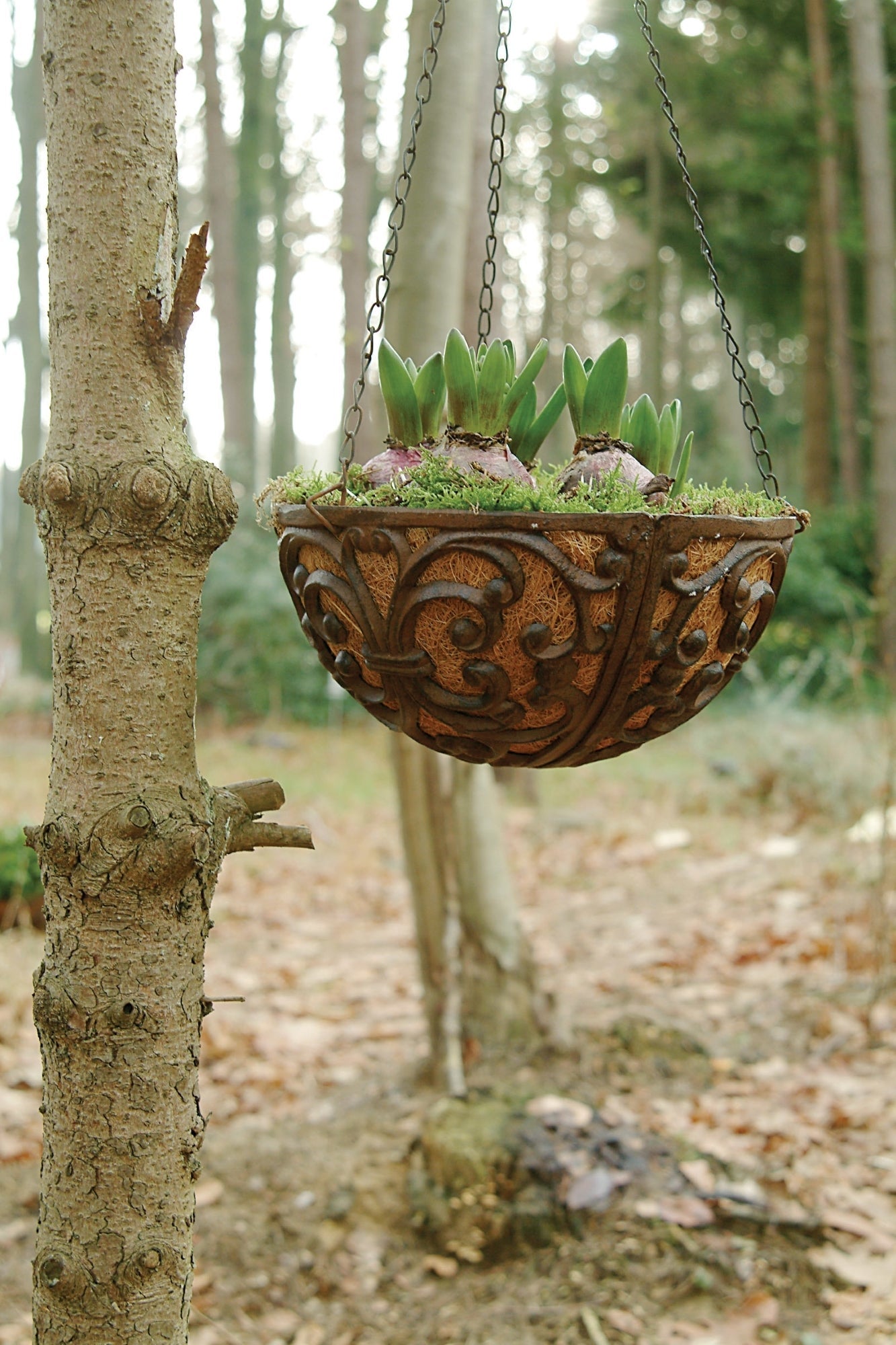 Cast Iron Hanging Basket Hook S