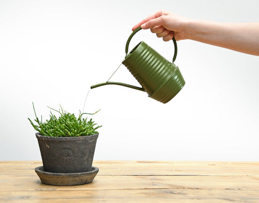 50 Shades of Green Indoor Watering Can