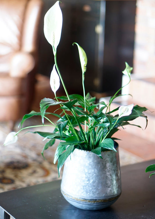 Norris Vintage Planter, Light Galvanized (JM-0999-B)