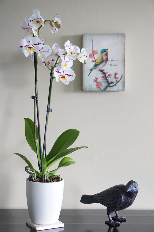 Cast Iron Crow, Head To Side, Black