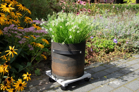 Plant Trolley Square L