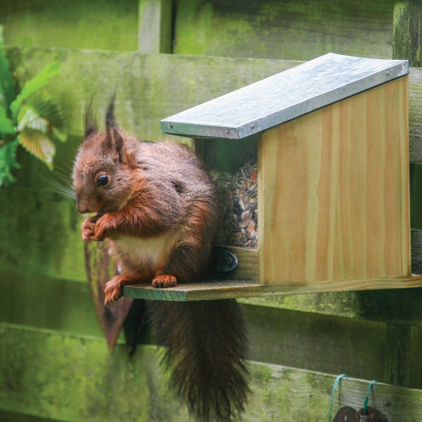 Squirrel Feeder