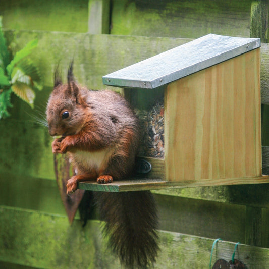Squirrel Feeder (WA09)