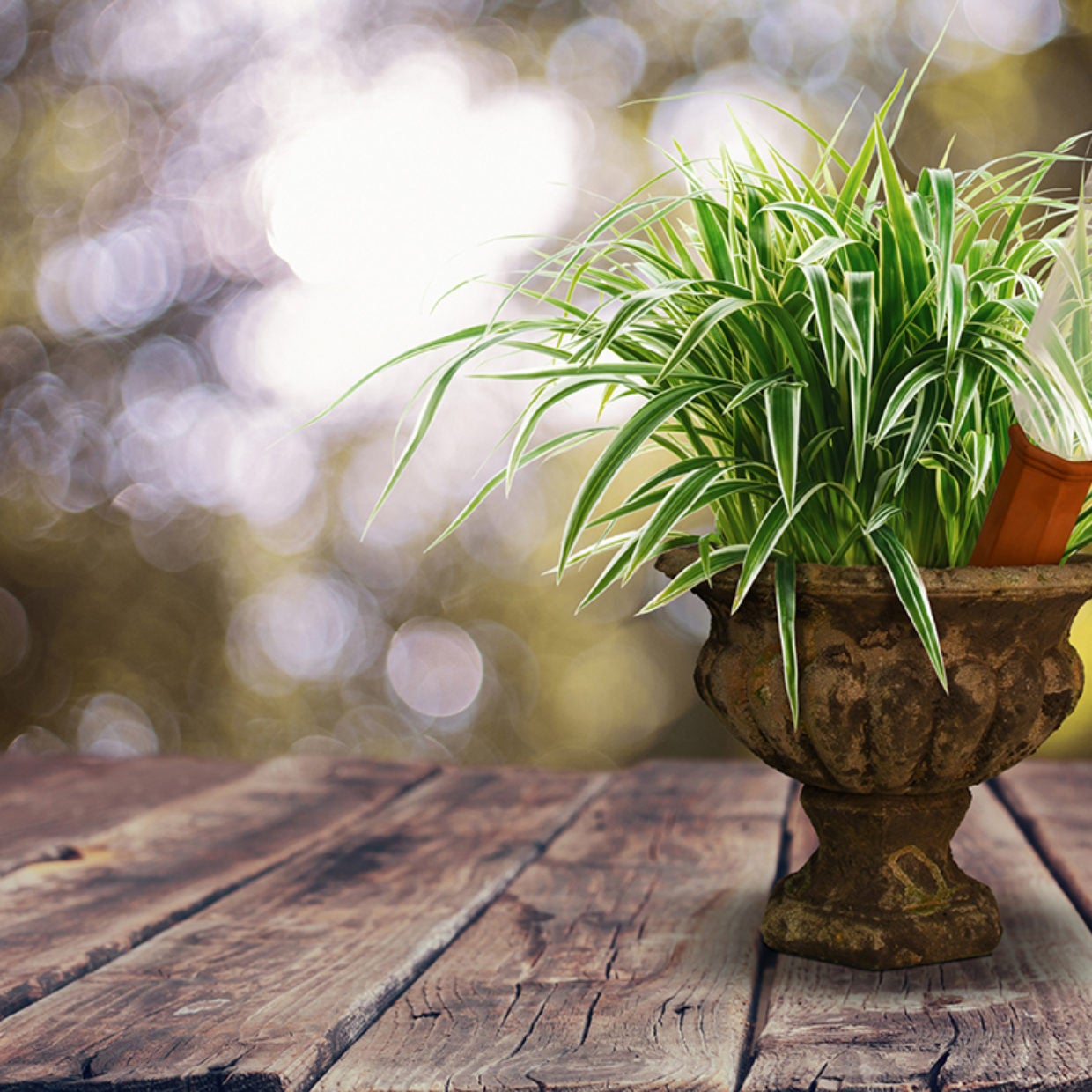 Plant Waterer Spike For Winebottle
