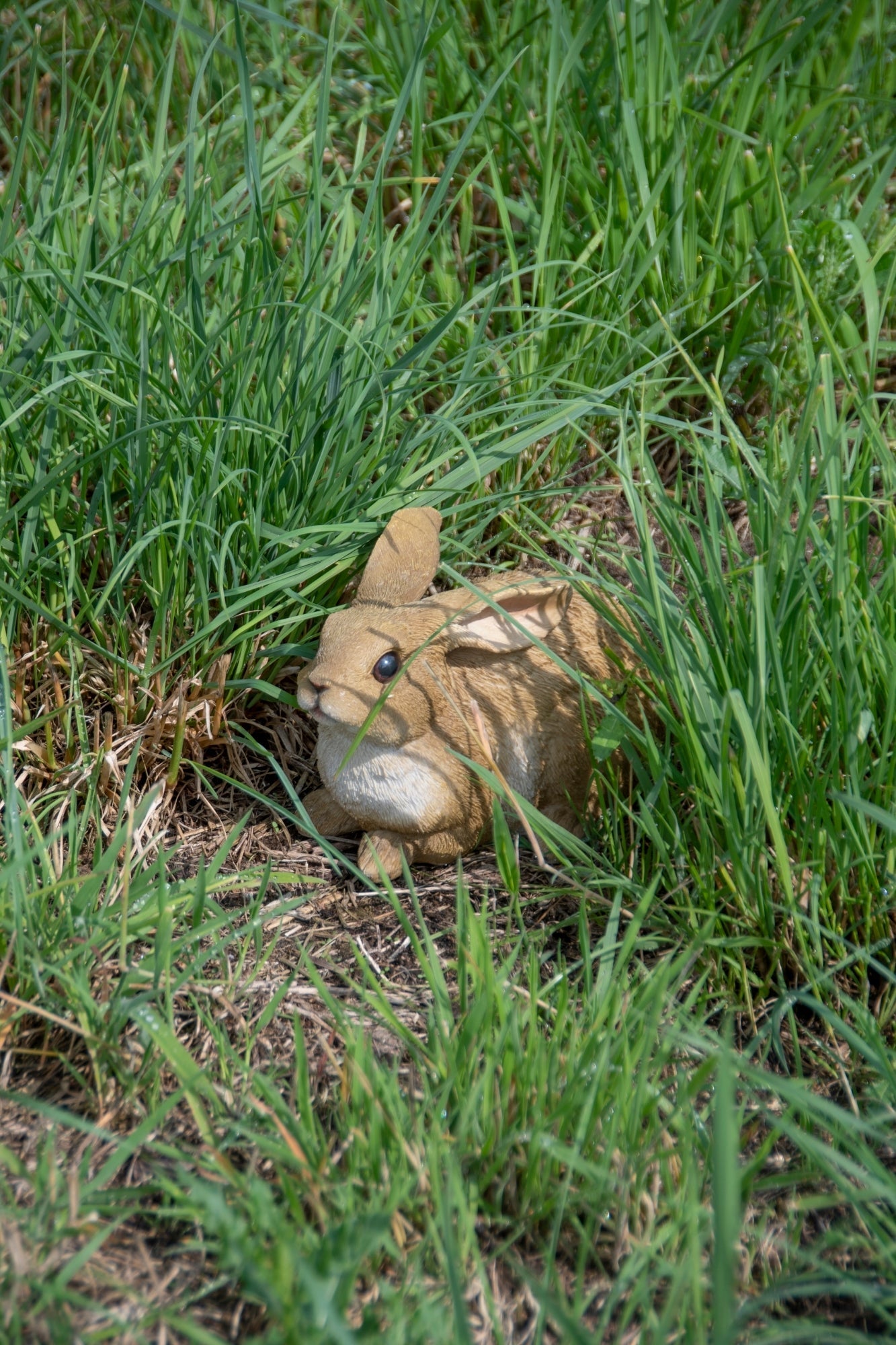 Rabbit Lying M