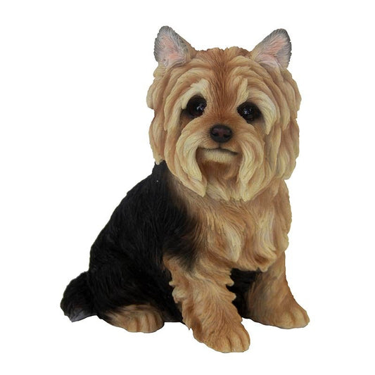 Sitting Yorkshire Terrier