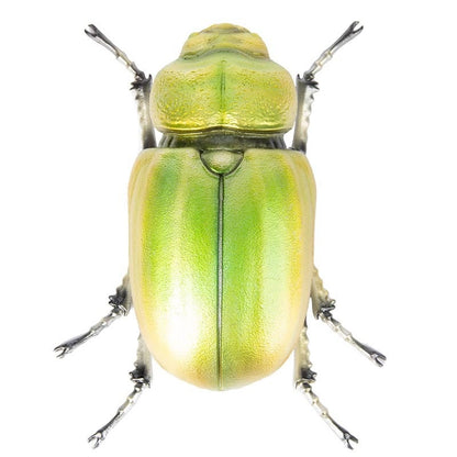 Beatle