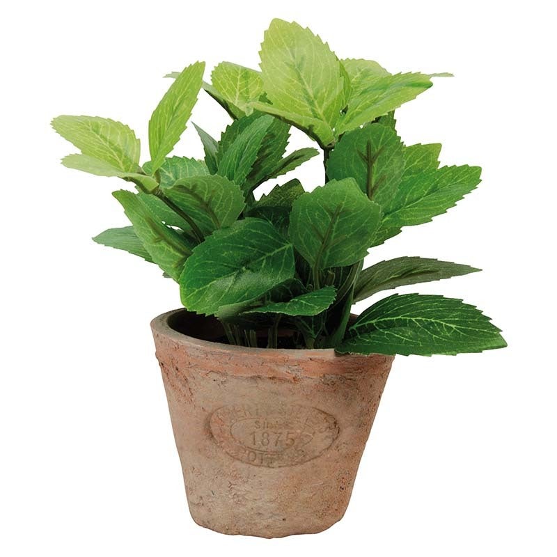 Mint in At Pot S