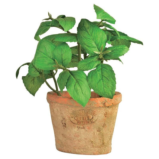 Basil in At Pot S