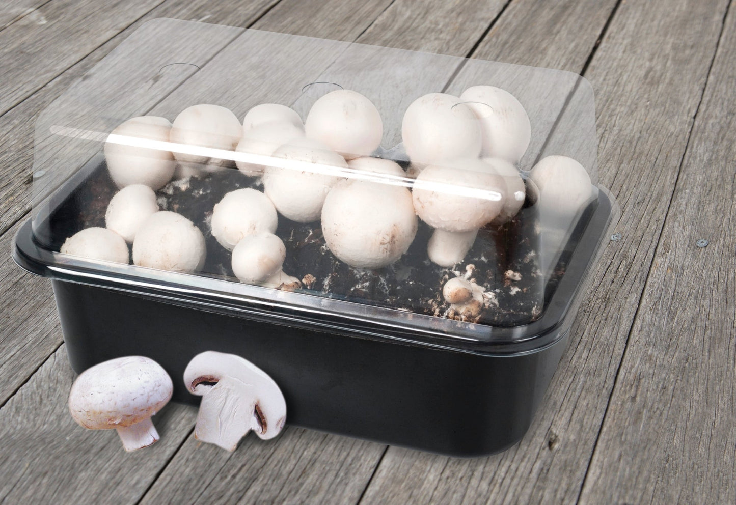 Mushroom Grow Set