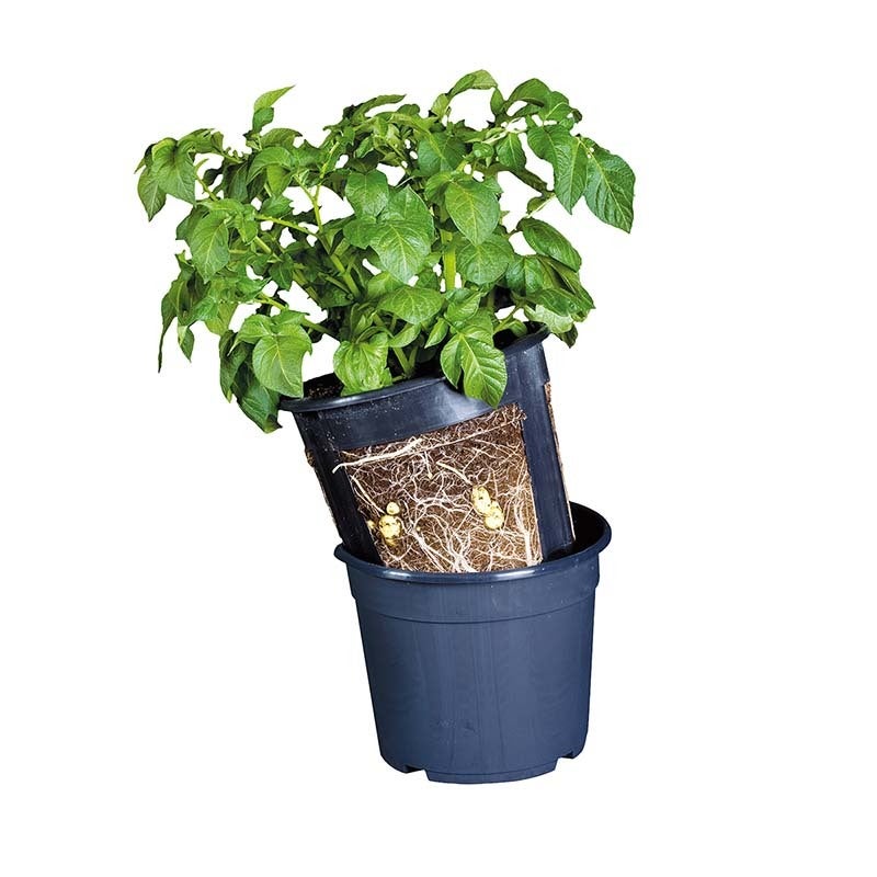 Potato Pot