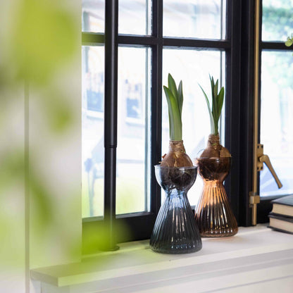 Bulb Vase Ribbed Amaryllis Ass.