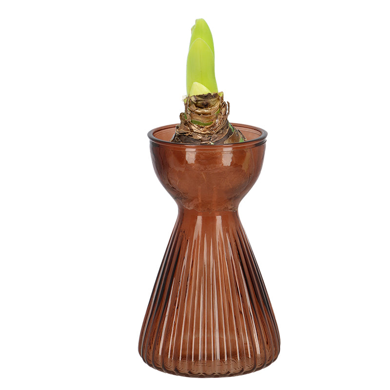 Bulb Vase Ribbed Amaryllis Ass.