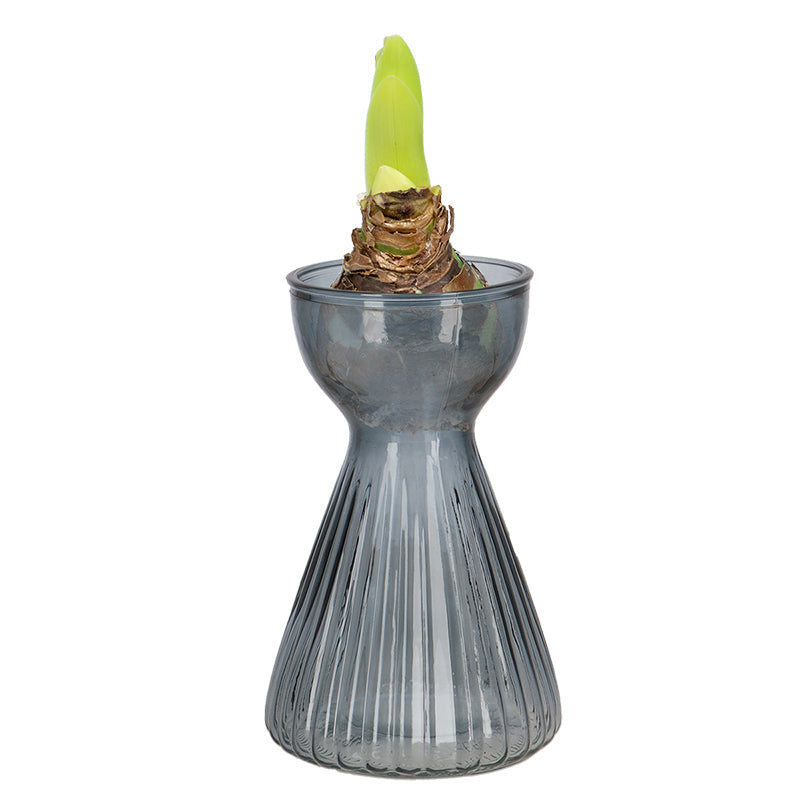 Bulb Vase Ribbed Amaryllis Ass.