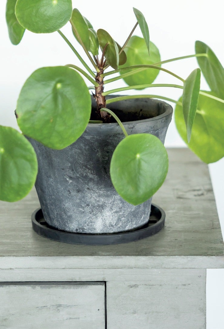 Plant Pot Saucer Round 25cm