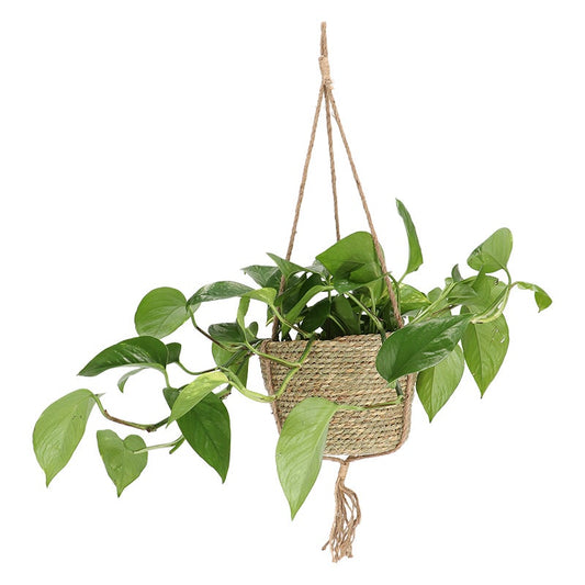 Indoor Hanging Basket ?20cm