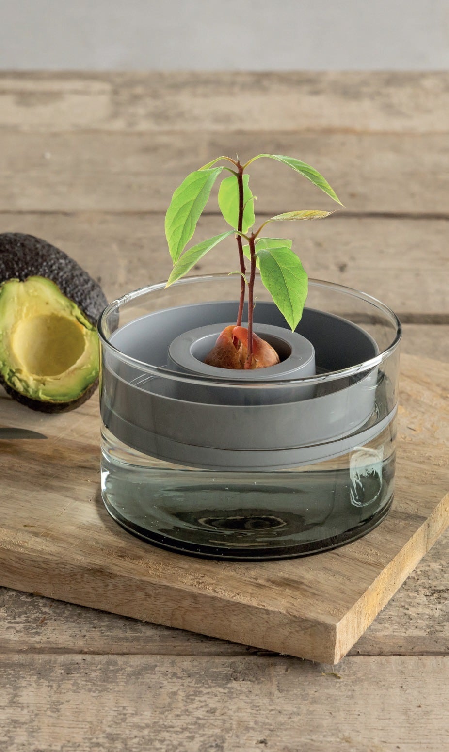 Avocado Grow Set