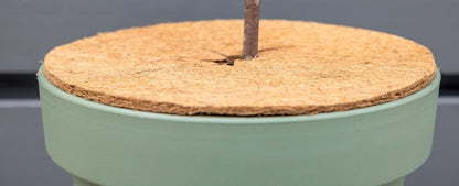 Coir Frost Protector S