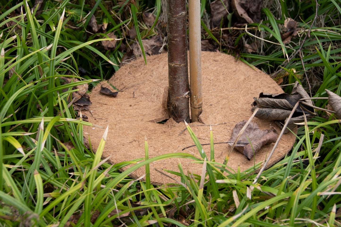 Cocos Frost Protector M