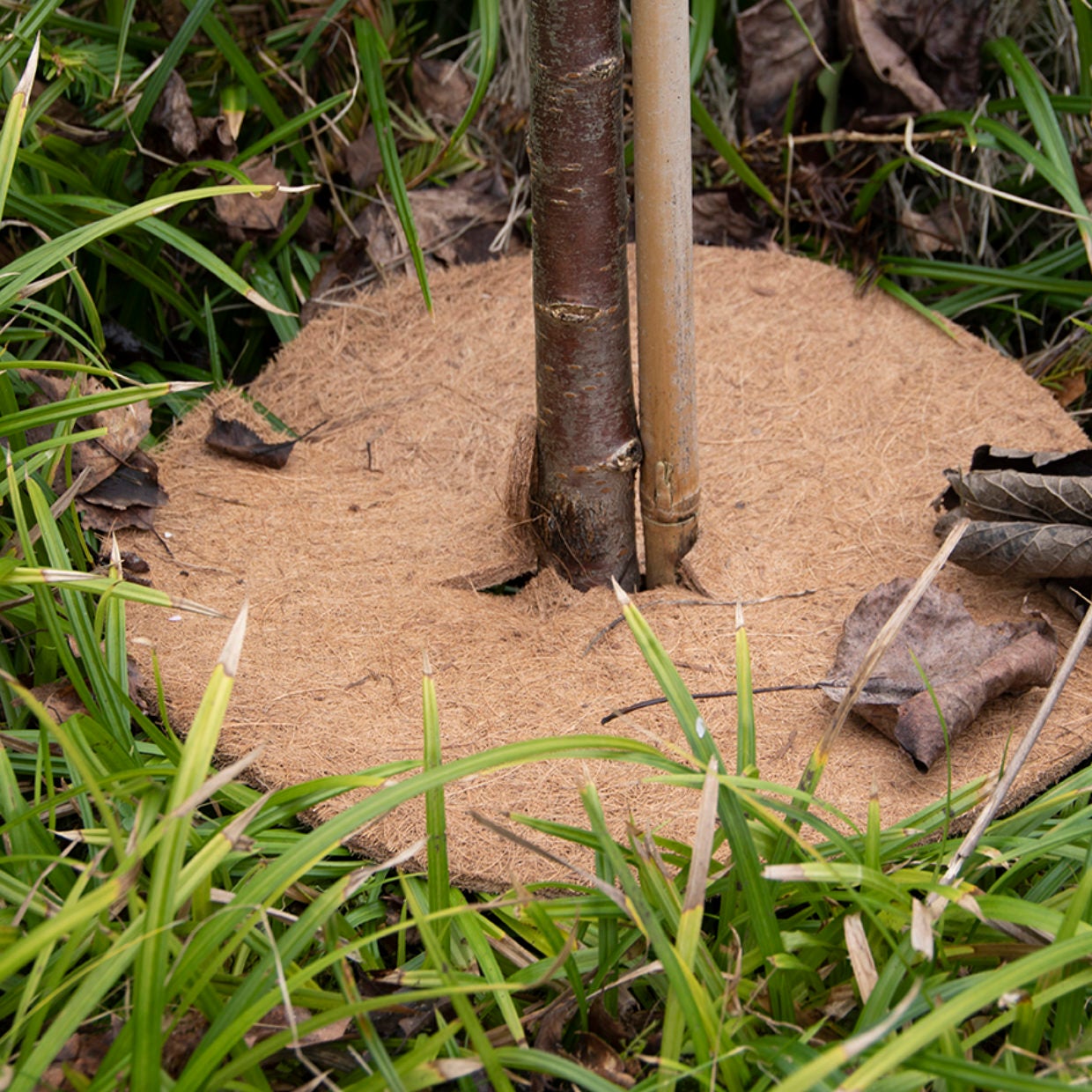 Cocos Frost Protector M