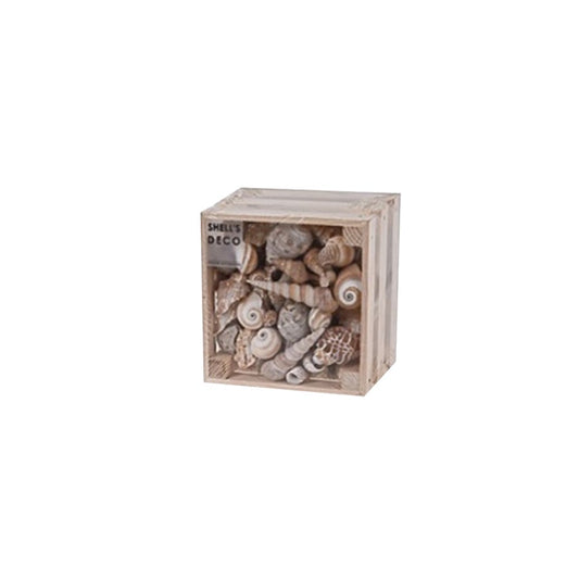 Asst Shells In Crate, 30% Off, (YVR Showroom)