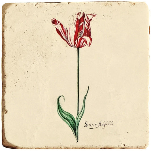 Botanical RedTulip Set/4