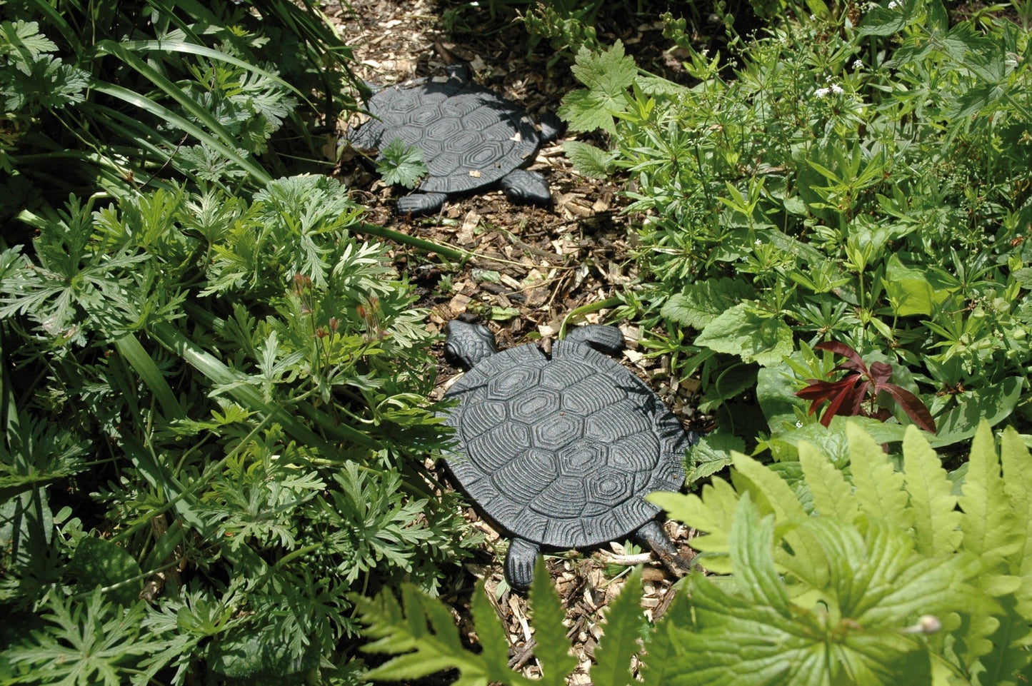 Stepping Stone Turtle