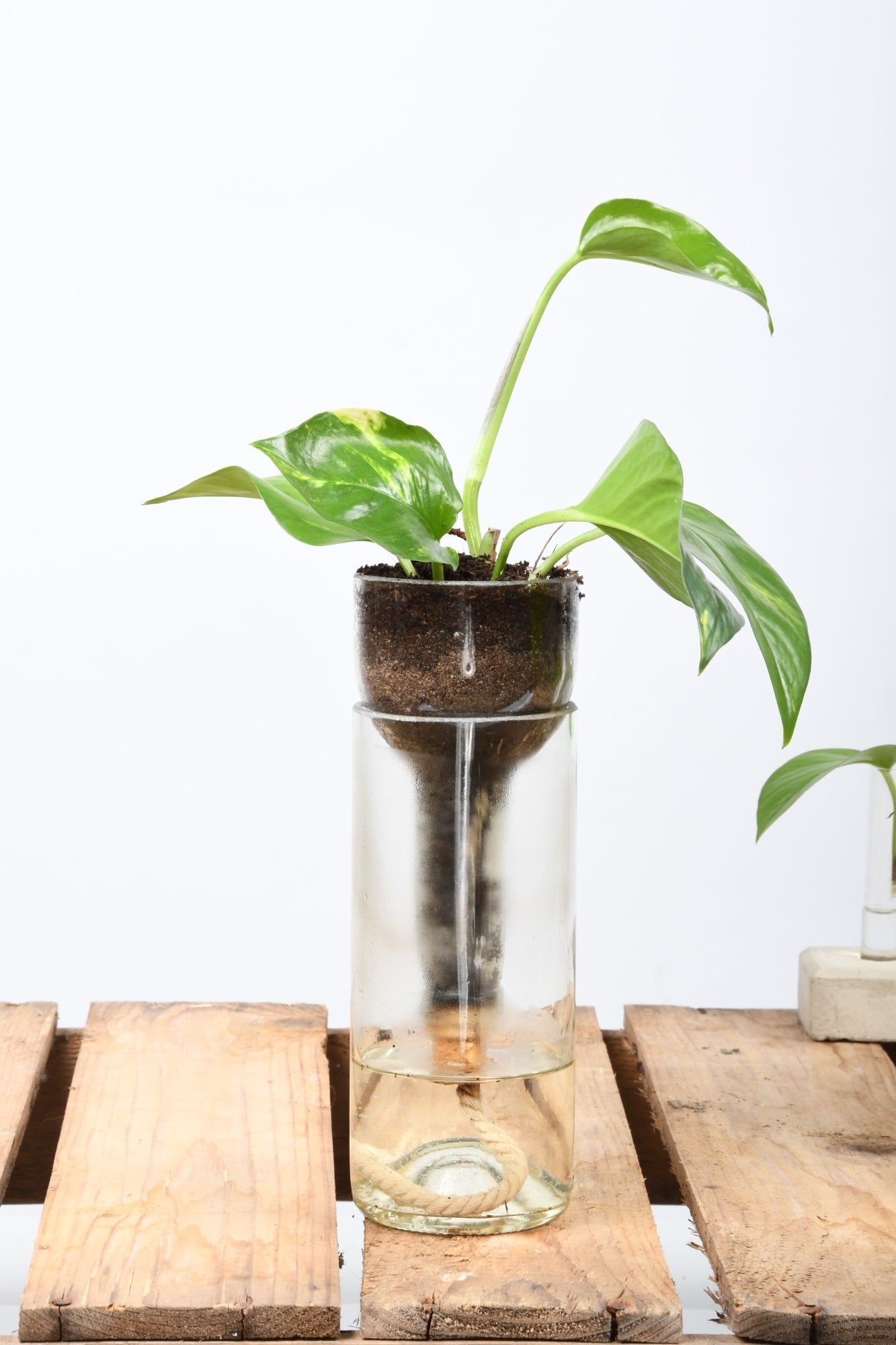 Self- Watering Bottle Planter