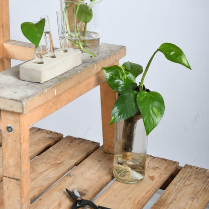 Self- Watering Bottle Planter