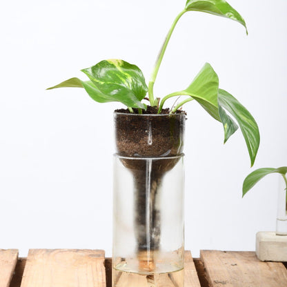 Self- Watering Bottle Planter