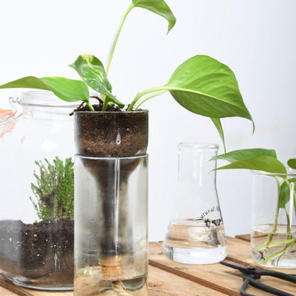 Self- Watering Bottle Planter