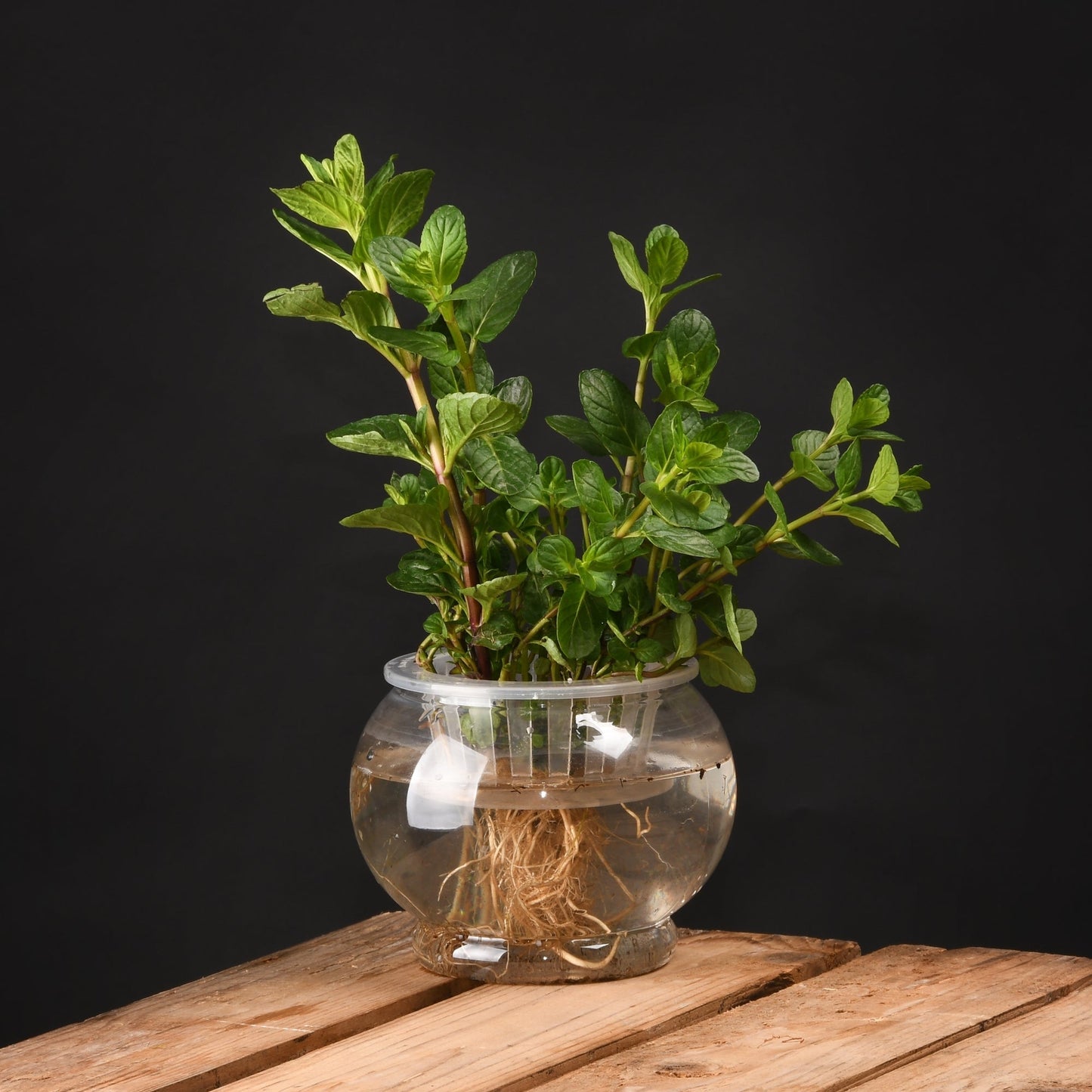 Hydroponic Flower Pot M