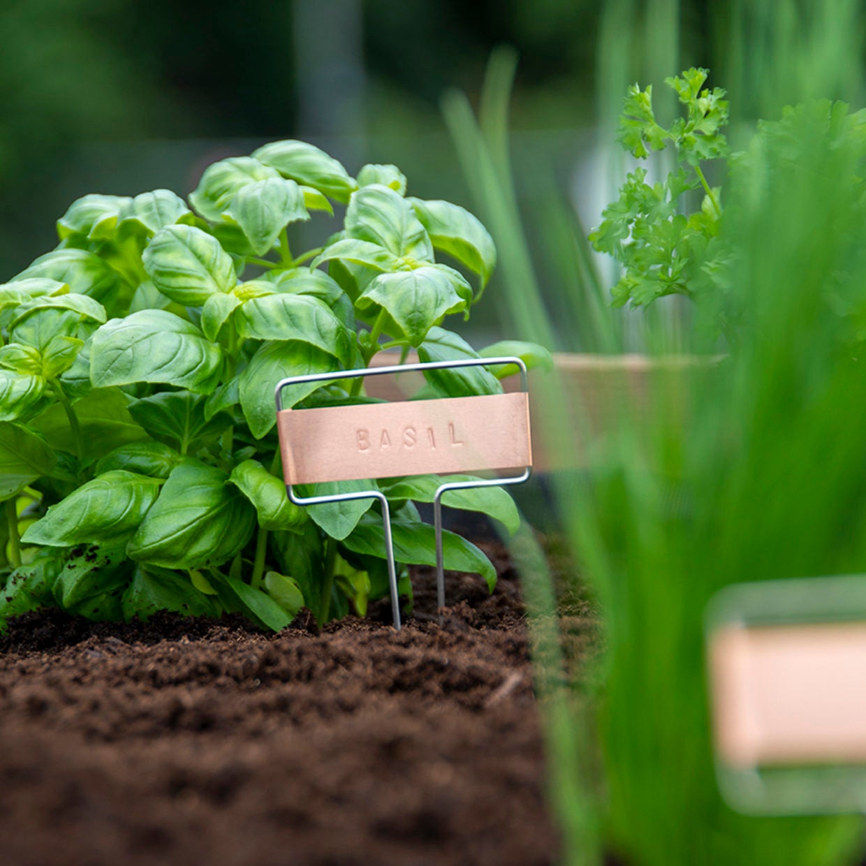 DIY Plant Label Set