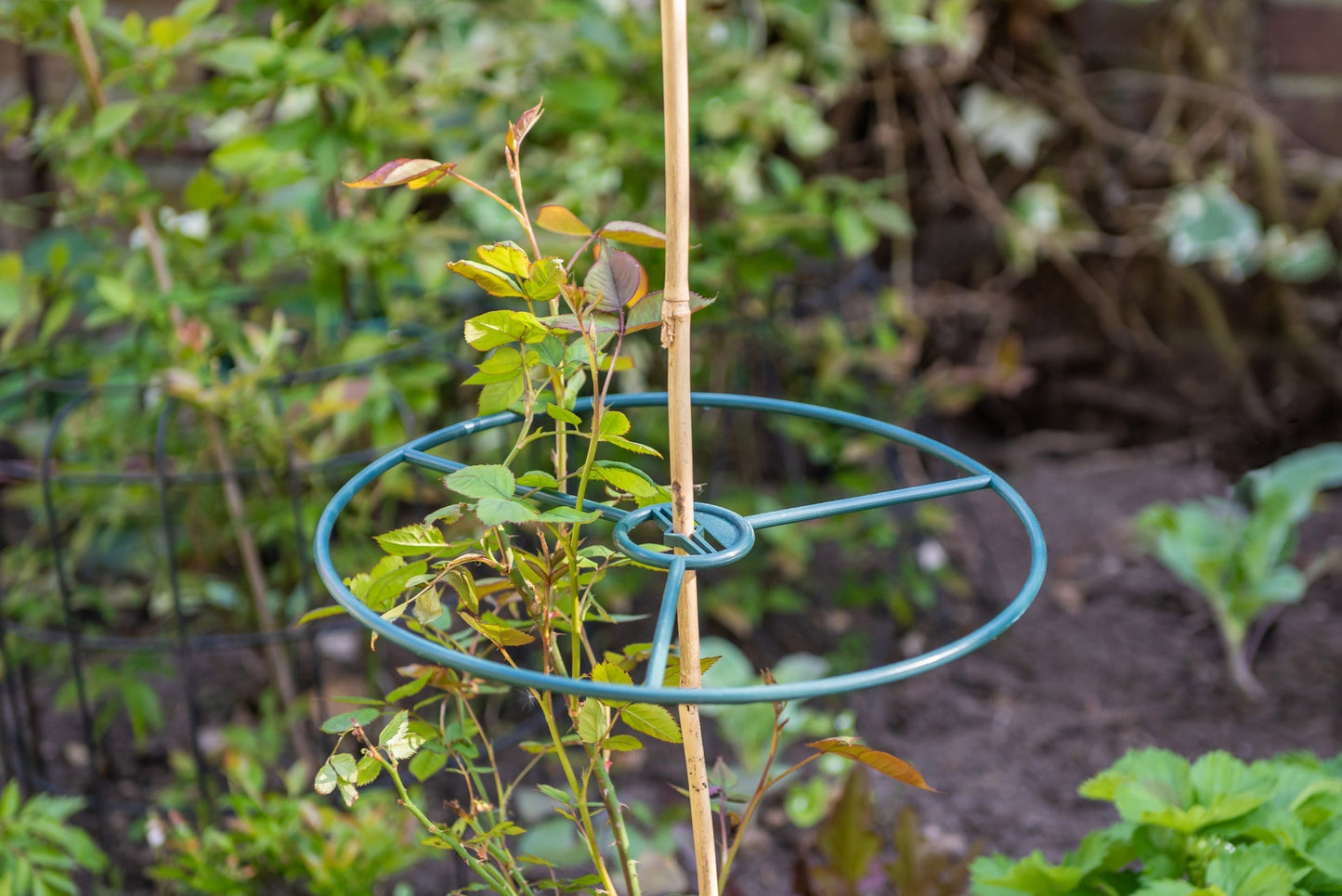 Plant Ring Bamboo Sticks Set/2