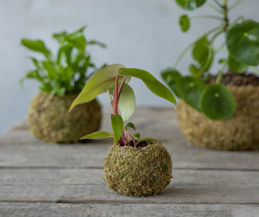 Kokedama Ball S