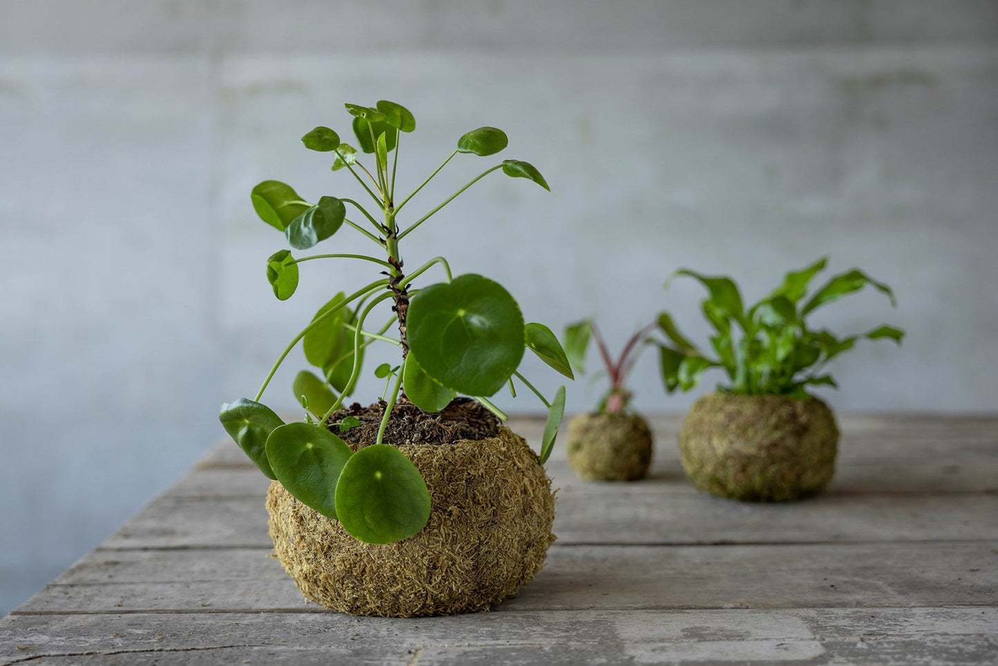 Kokedama Ball L