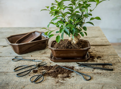 Bonsai Pot Rectangular M