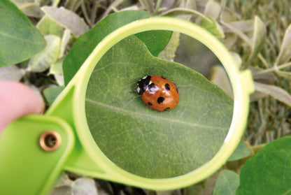 Magnifying Glass