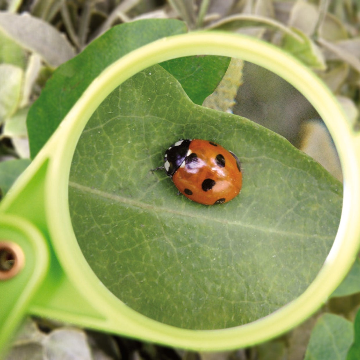 Magnifying Glass